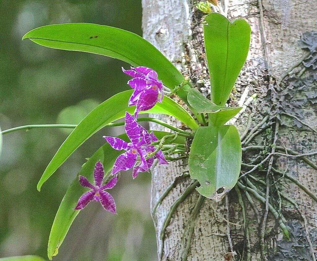 Орхидеи в природе, фото и где растет