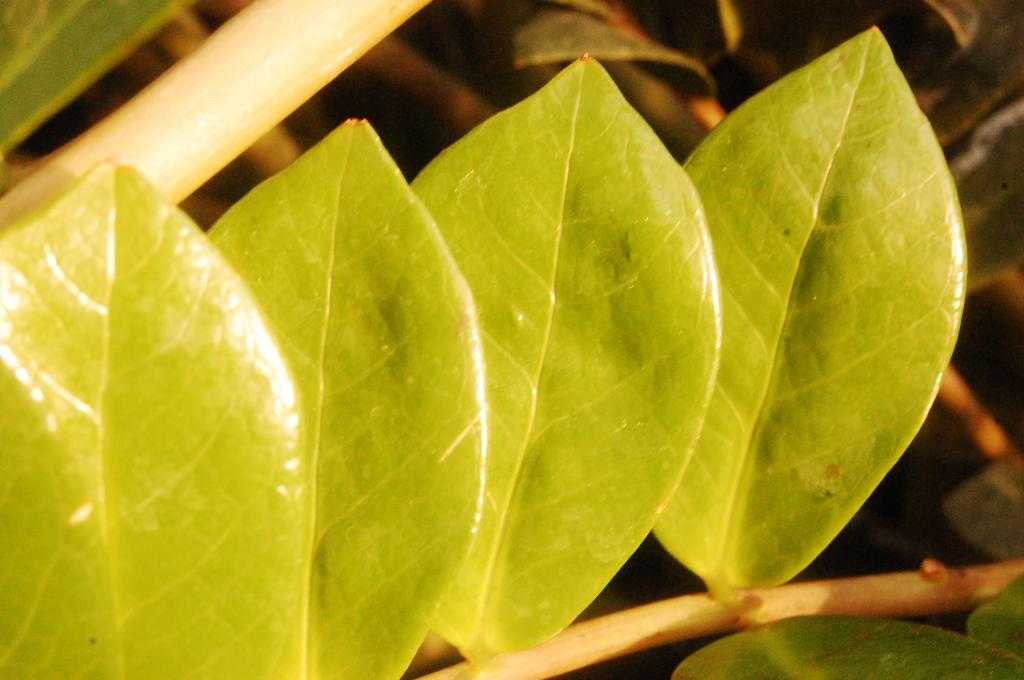 Замиокулькас: почему желтеют листья и что делать