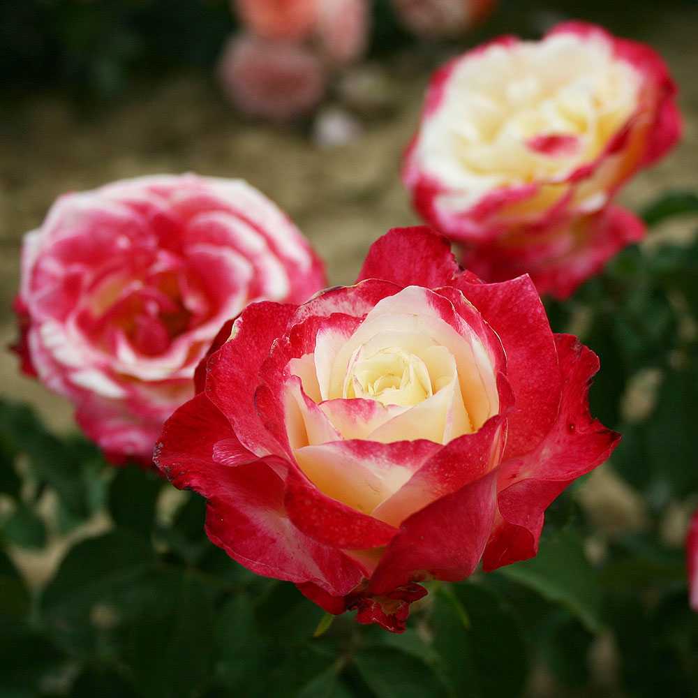 Роза двойное удовольствие фото