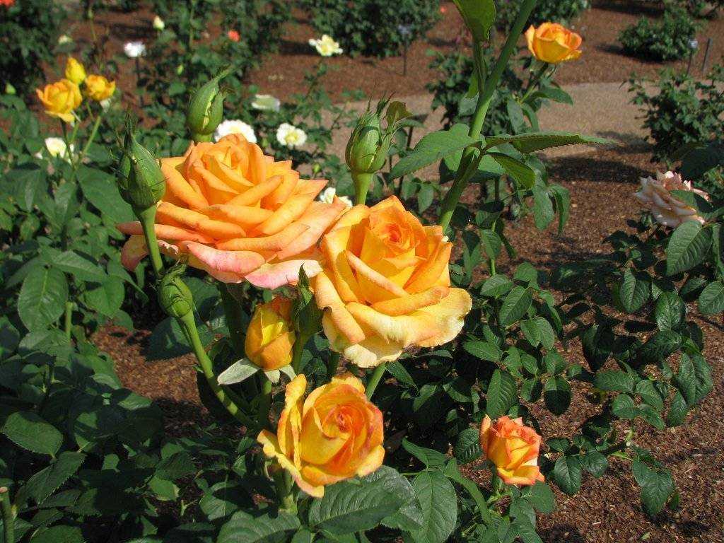Роза ред интуишн (red intuition): отзывы, фото, описание чайно-гибридных цветов, выращивание. посадка и уход, обрезка, морозостойкость