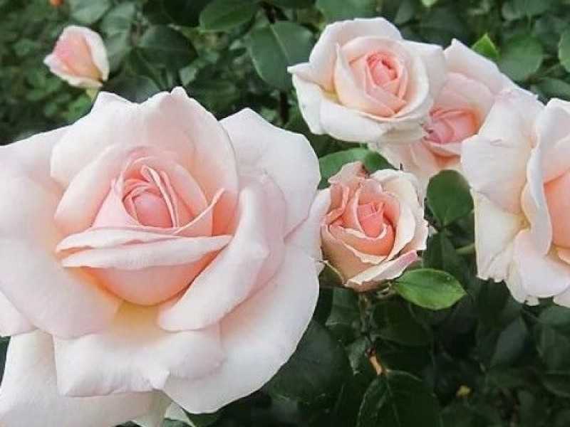 Роза пенни лейн (penny lane) —характеристики сортового растения