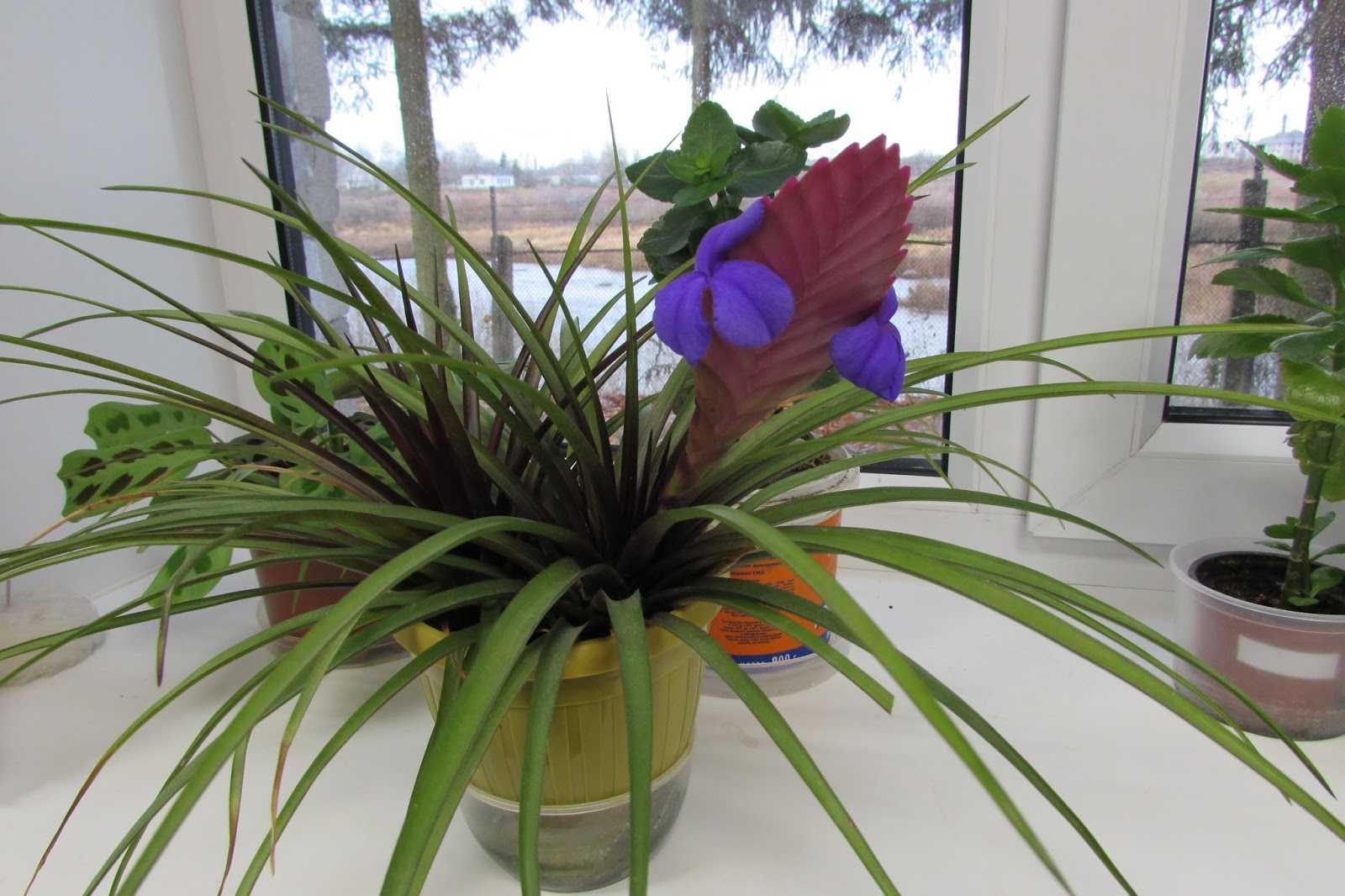 Домашний цветок тилландсия, советы и рекомендации по уходу