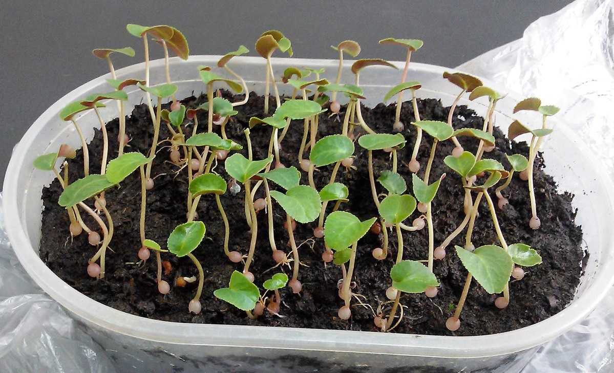 Как размножить и вырастить цикламен из семян: размножение листом, посадка семенами, как посадить семена