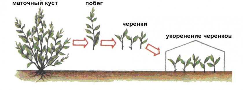 Уход и выращивание барбариса