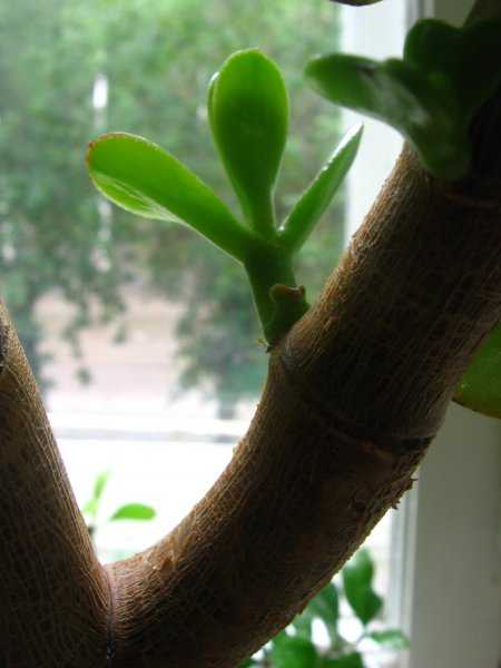 Денежное дерево (толстянка): как ухаживать в домашних условиях? — все о поливе, размножении, пересадке (фото & видео) +отзывы