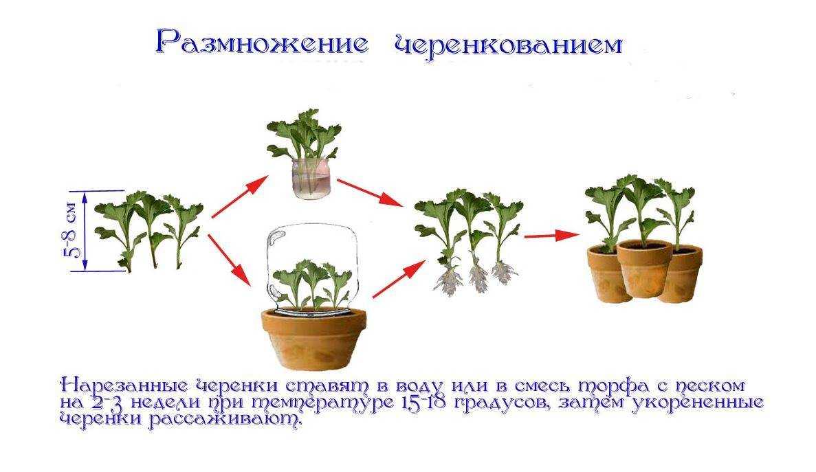 Фатсия (fatsia). уход, размножение и обрезка растения.