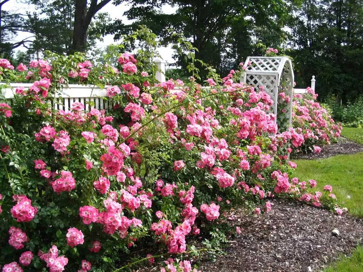 Особенности выращивания английской шраб-розы манстед вуд: как ухаживать за сортом