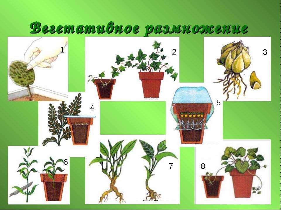 Черенкование комнатных растений 6 класс