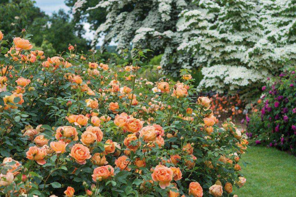 Английские розы дэвида остина и их сорта