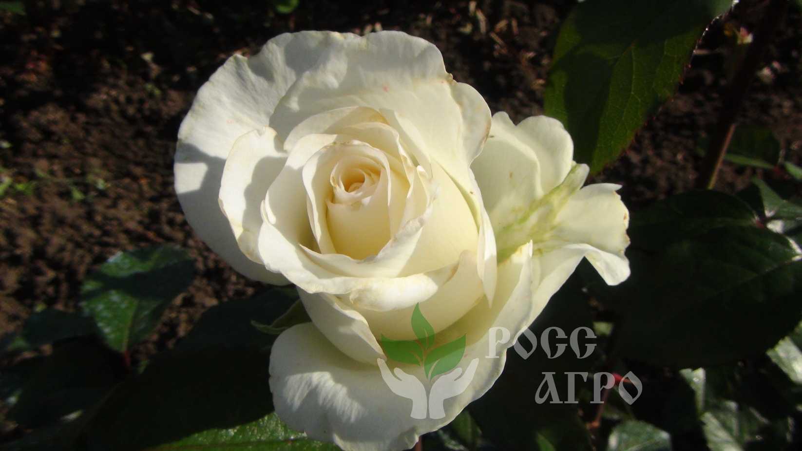 Роза мондиаль: разновидности сорта и его выращивание