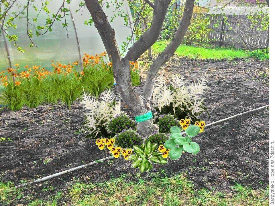 Что можно посадить из растений в приствольном круге деревьев selo.guru — интернет портал о сельском хозяйстве