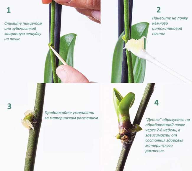 Как можно размножить орхидеи в домашних условиях Применение черенкования, деления и отводок для размножения Выращивание из семян Последующий уход за орхидеей