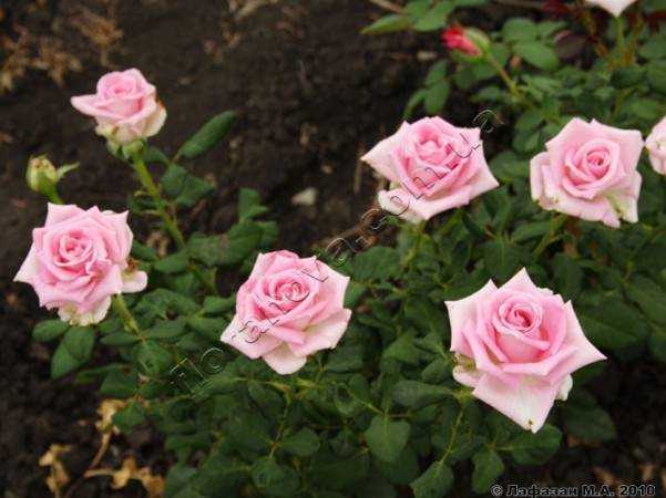 О розе аква (aqua): описание и характеристики, выращивание чайно гибридной розы