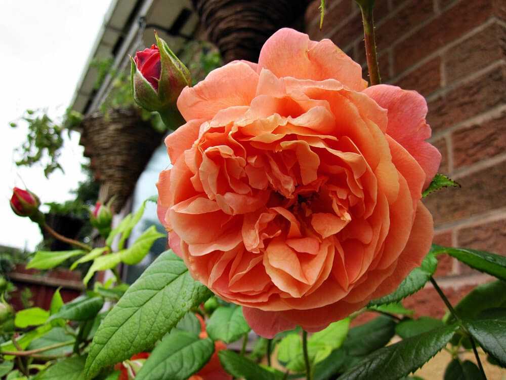 Роза мидсаммер: история и описание сорта, особенности посадки и ухода, отзывы дачников + применение в дизайне сада