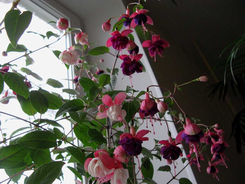 Фуксия: уход за растением в домашних условиях, правила выращивания цветка
