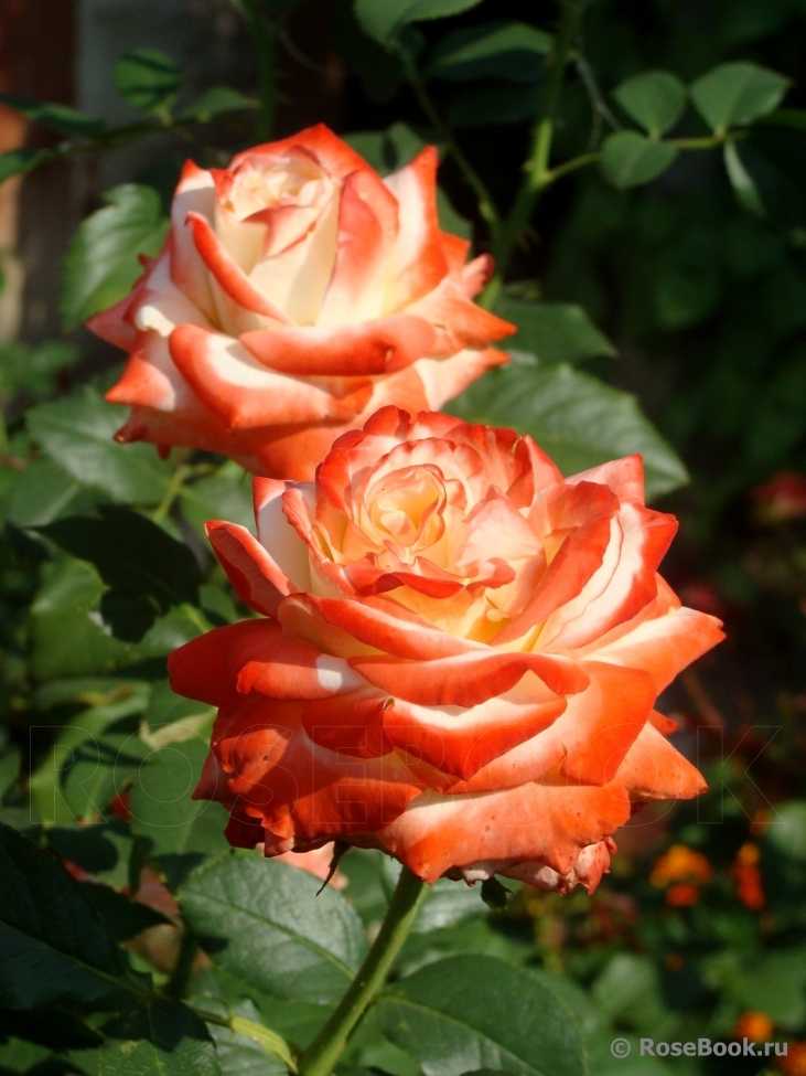 Роза императрица фарах: описание чайно-гибридного сортаэнциклопедия роз — сорта, описание и фото