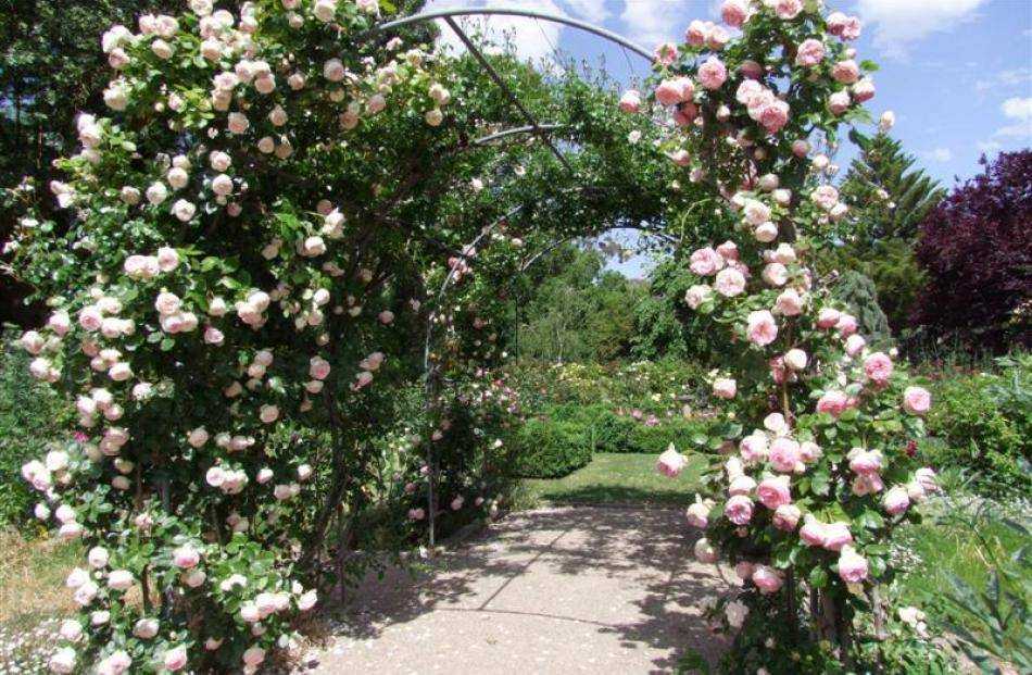 Плетистые розы - описание. классификация, особенности выращивания | о розе