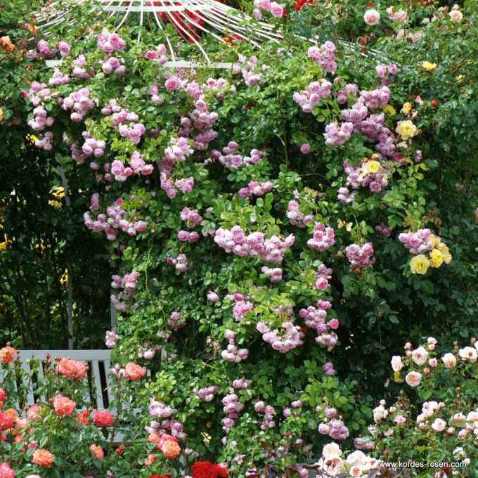Роза жасмина: описание и характеристика, отличие от других видов, посадка и особенности ухода, фото