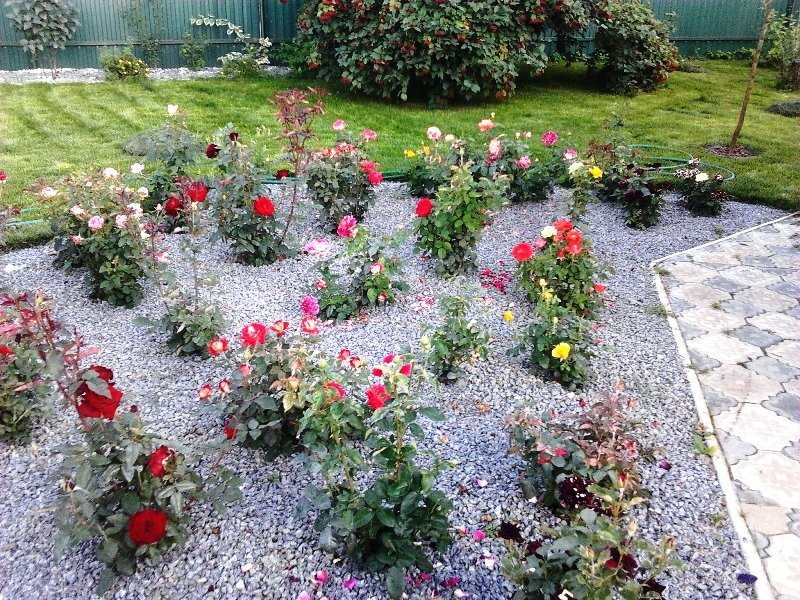 Когда высаживать саженцы роз весной: шпаргалка для новичков