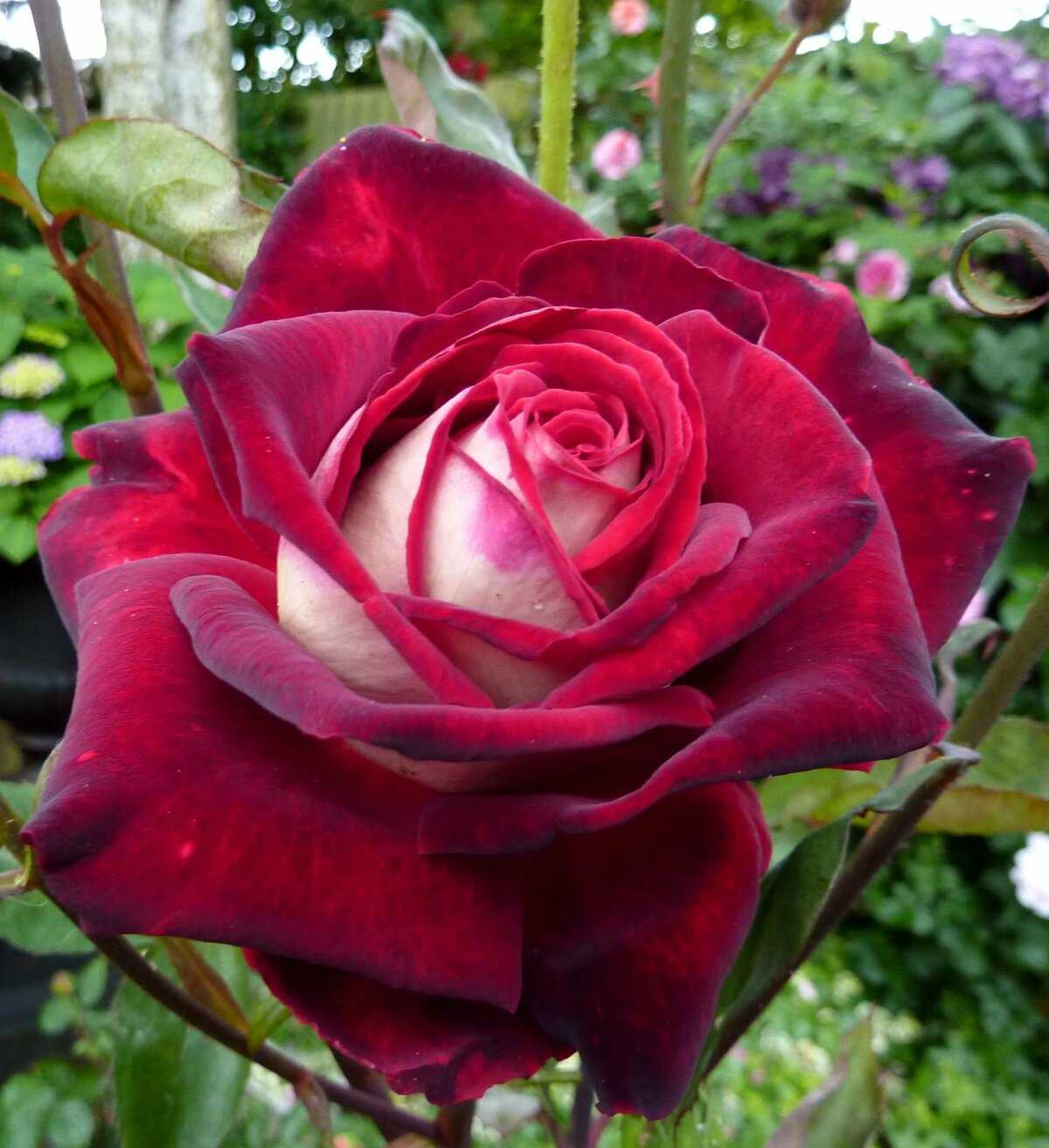 Роза осирия: описание, выращивание и особенности ухода (+фото)