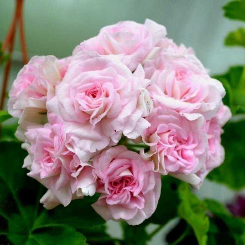 Пеларгония millfield rose, описание и фото