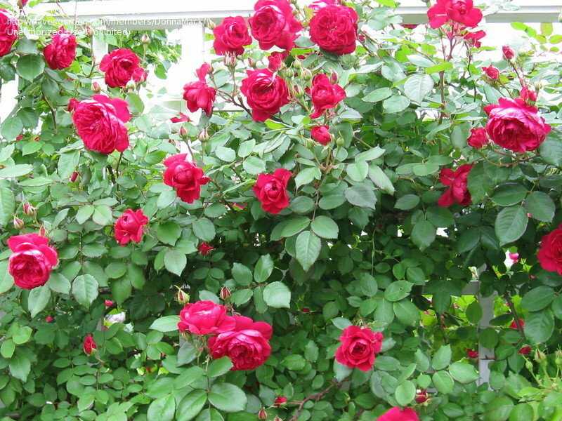 Канадская роза: сорта, фото, описание