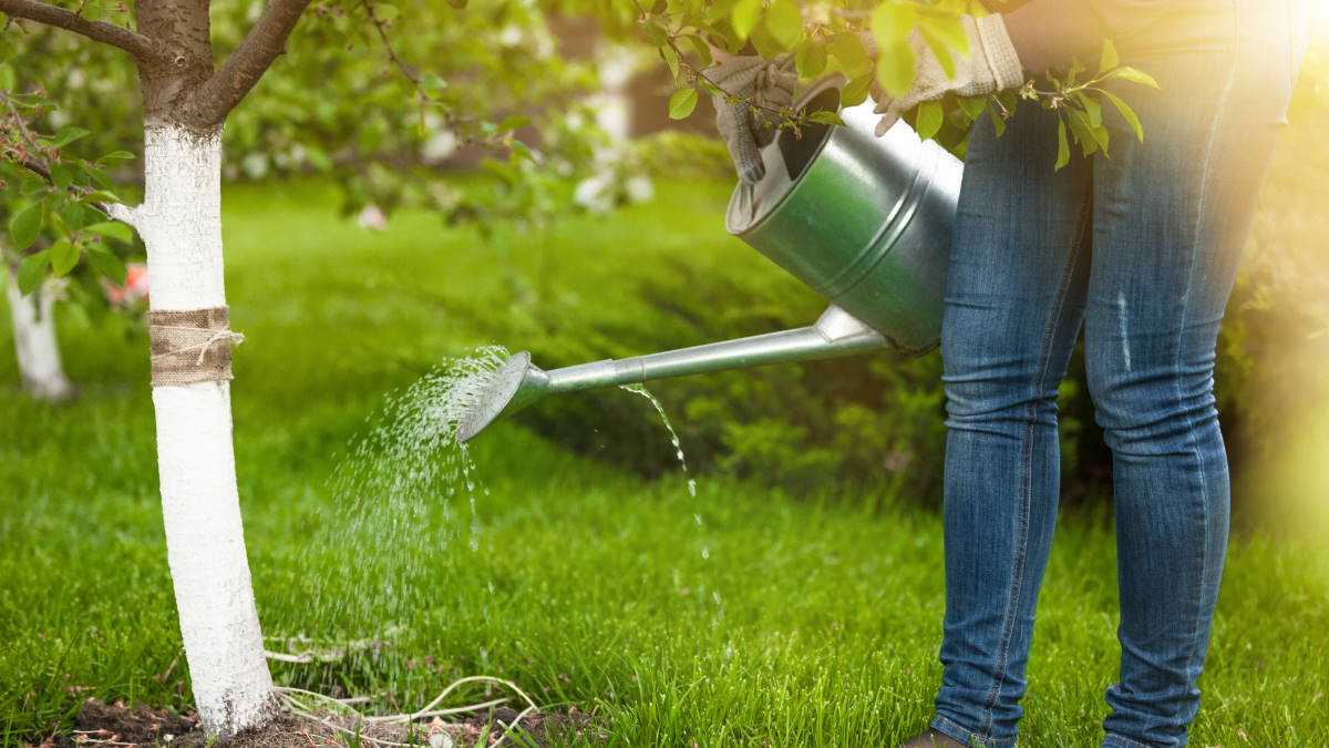 Как поливать плодовые деревья в жару