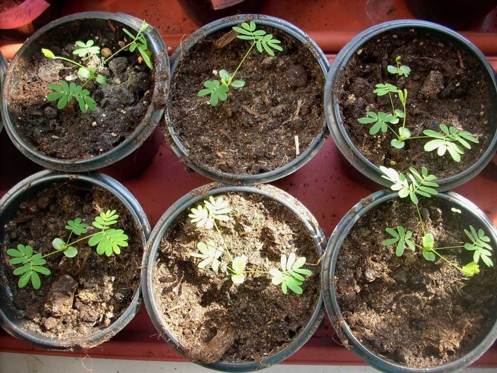 Мимоза: уход за растением в комнатных условиях