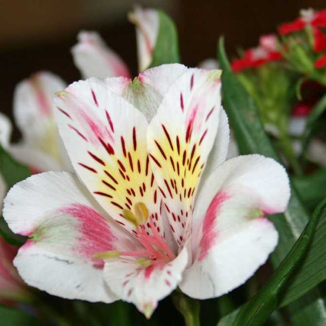 Цветы, похожие на лилии (50 фото) — маленькие комнатные цветы и большие домашние оранжевые растения, желтые и белые садовые цветы и другие варианты