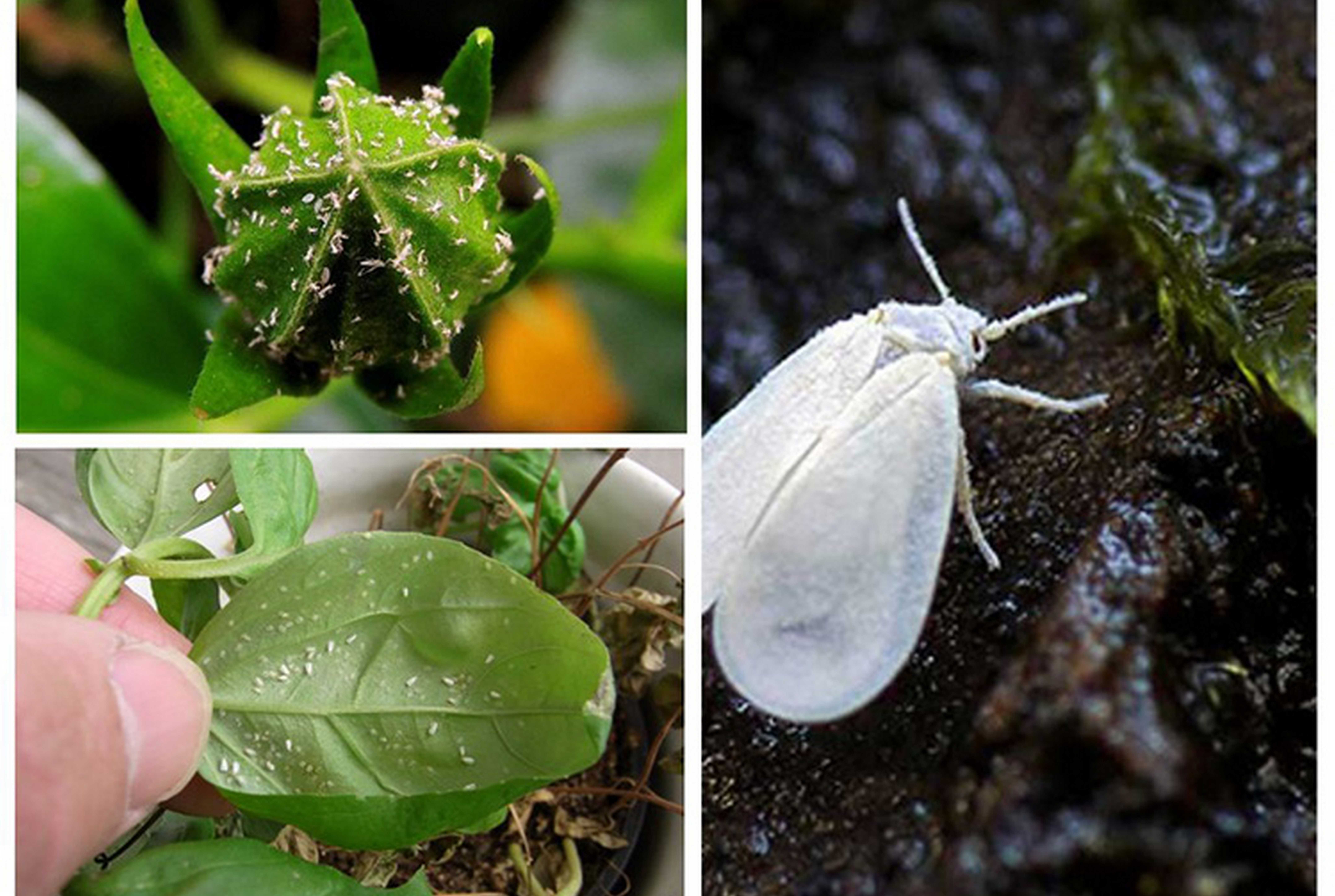 Маленькие белые жучки в почве комнатных растений – как избавиться