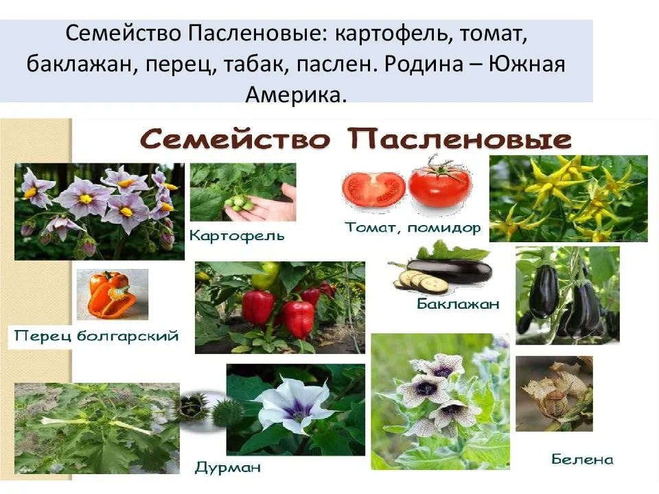 Список овощей, относящихся к пасленовым культурам, овощи семейства пасленовые