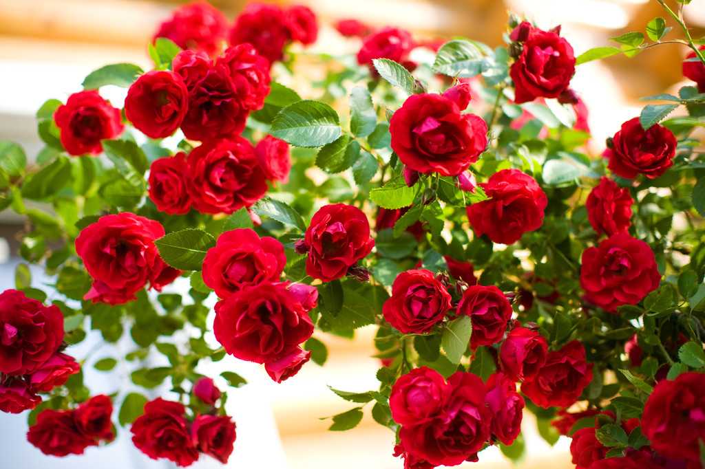 Фламентанц роза - внешний вид, характеристики и описание