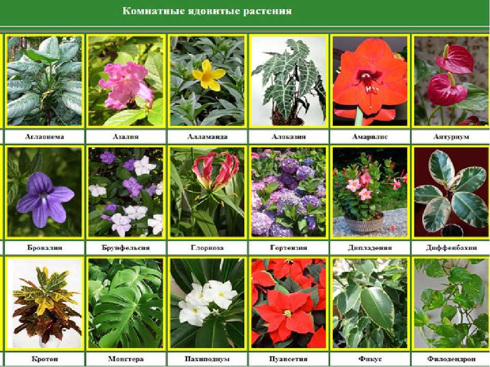 Названия комнатных цветов, каталог комнатных цветов с фото » страница 6