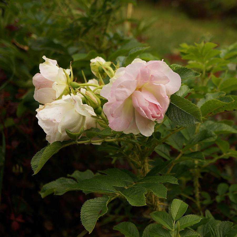 Морщинистая роза: сорта, посадка и уход (+фото)
