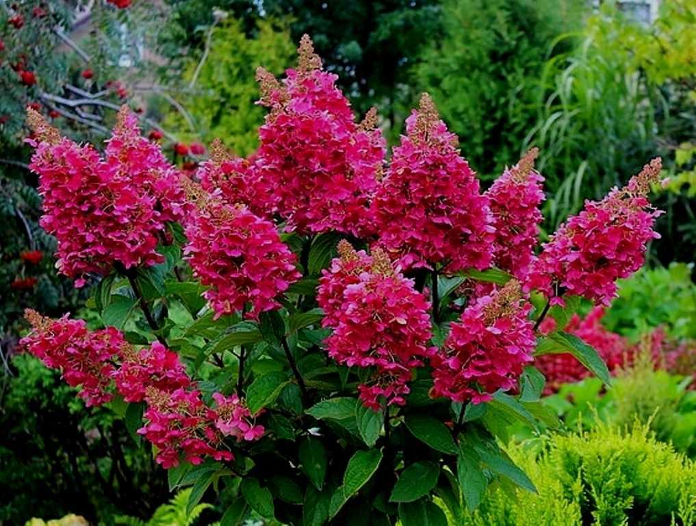 Сорта гортензии метельчатой, самые красивые и устойчивые для посадки в саду