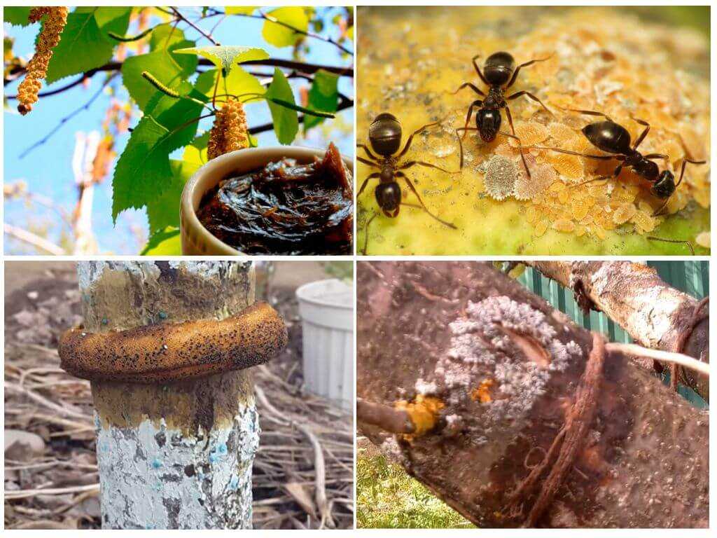 Как сделать ловчий пояс от муравьев на плодовом дереве