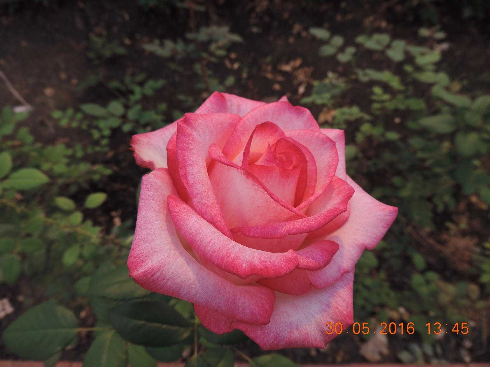 Лучшие сорта роз