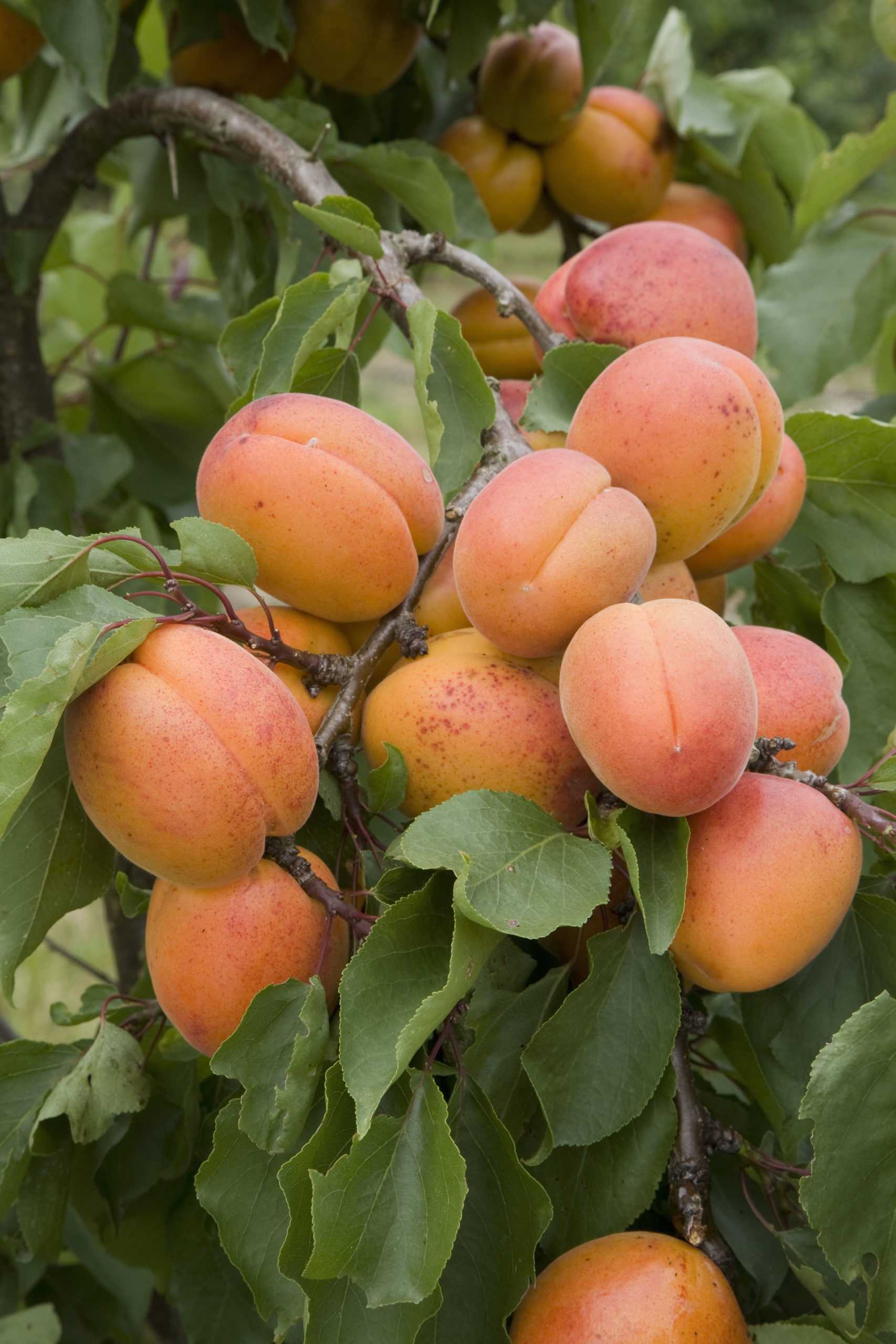 Абрикос: посадка и уход — простые правила. особенности выращивания абрикоса: выбор саженца, правильная посадка и уход, фото - секреты садоводов
