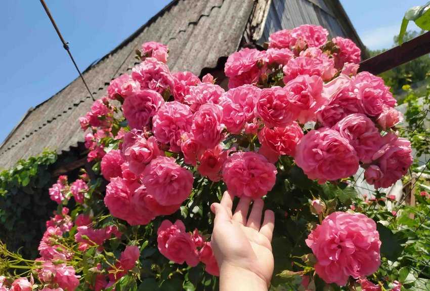 Выращивание и правила ухода за розой сорта розариум ютерсен