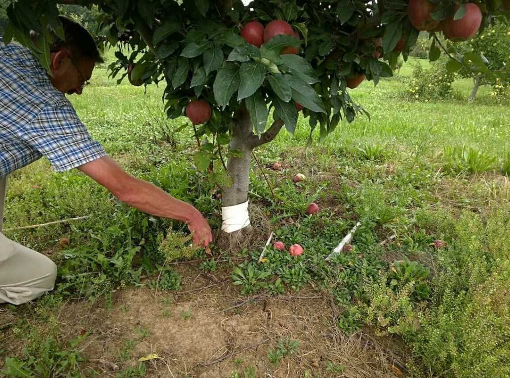 Подкормка яблонь после цветения и во время плодоношения