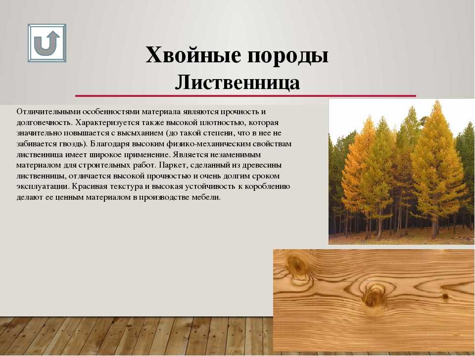 Порода древесины лиственница. Лиственница характеристики древесины. Хвойные и лиственные породы деревьев. Хвойные древесные породы.
