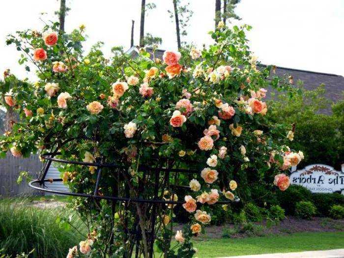 Плетистая роза (60 фото) - виды, выращивание, уход и посадка