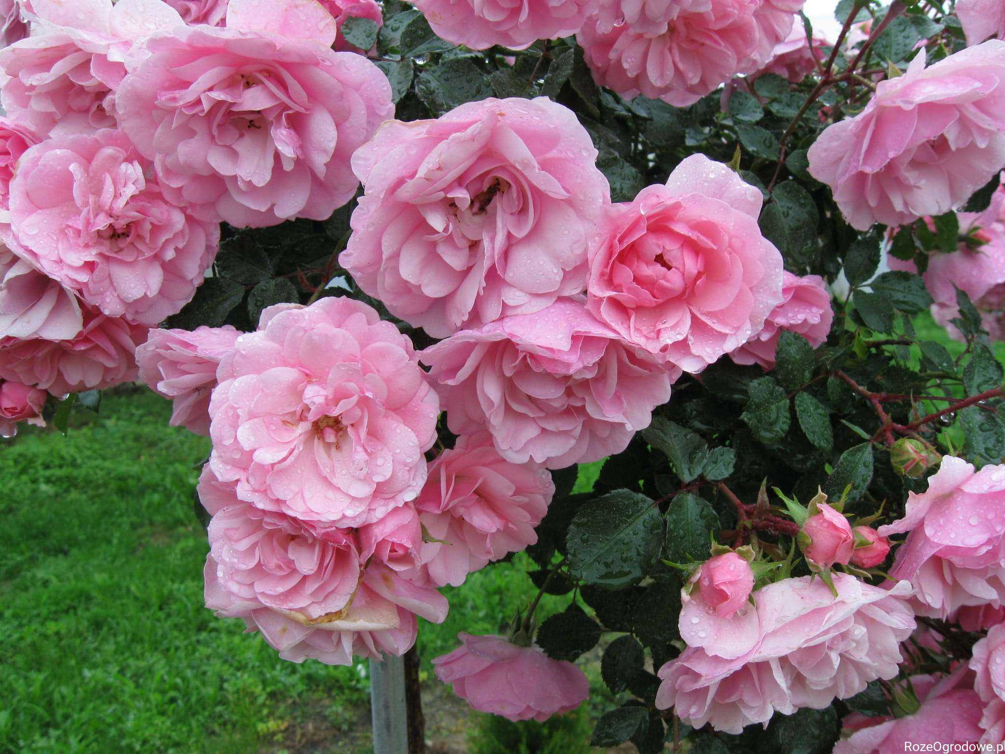 Как посадить и вырастить в саду нежную и изящную розу боника