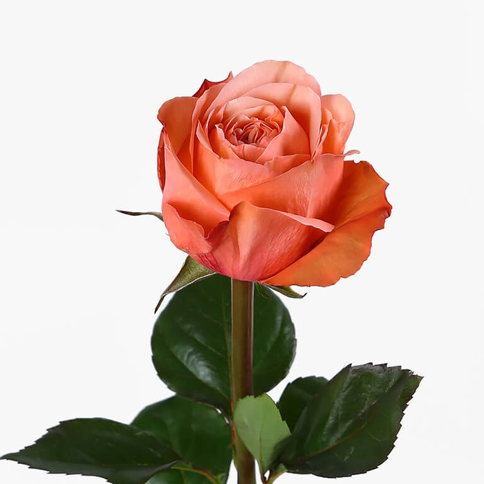 Сорта пионовидных роз: выращивание и уход в открытом грунте