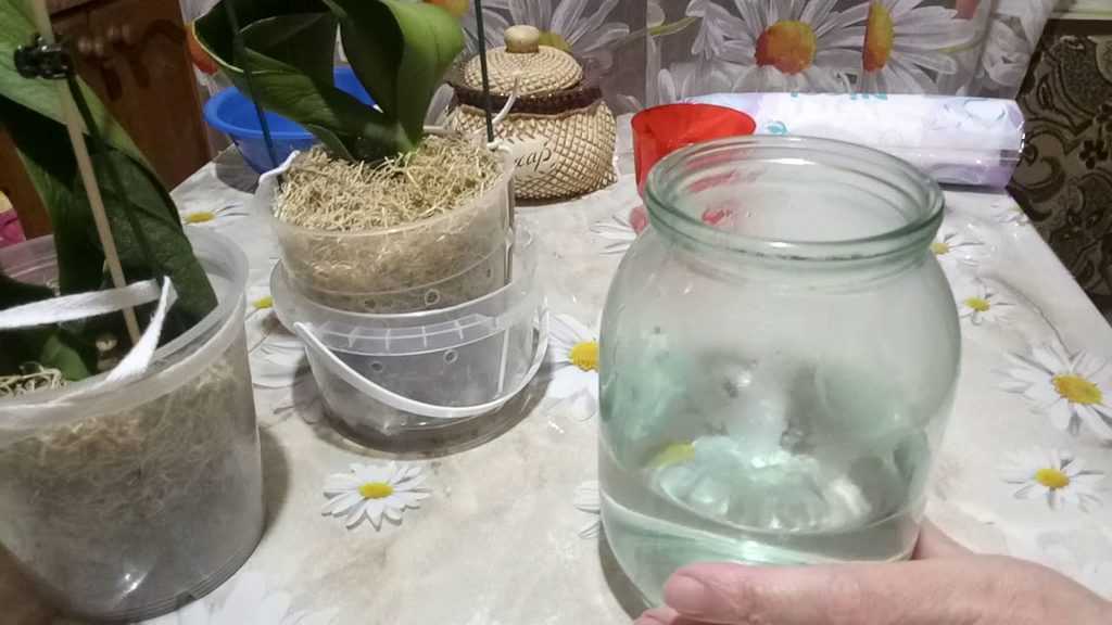 Полив орхидеи чесноком: зачем и как подкармливать чесночной водой и отзывы цветоводов