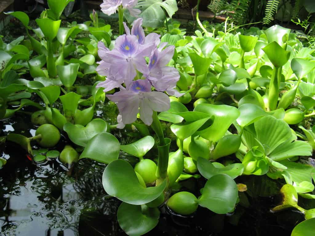 Эйхорния (водяной гиацинт): посадка и уход, фото