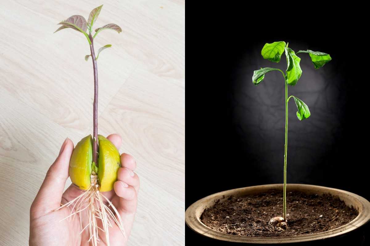 авокадо семя посадить