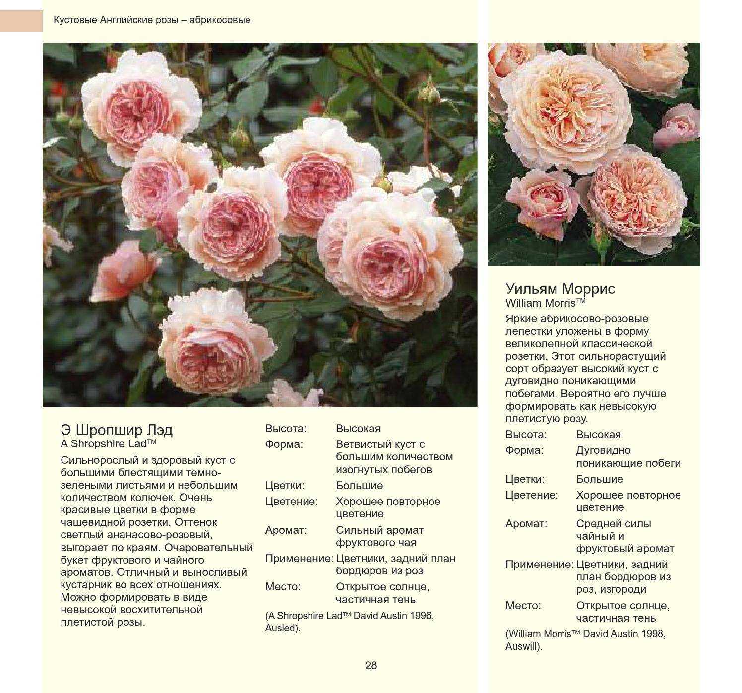 Розы шрабы: описание, посадка и уход (+фото)