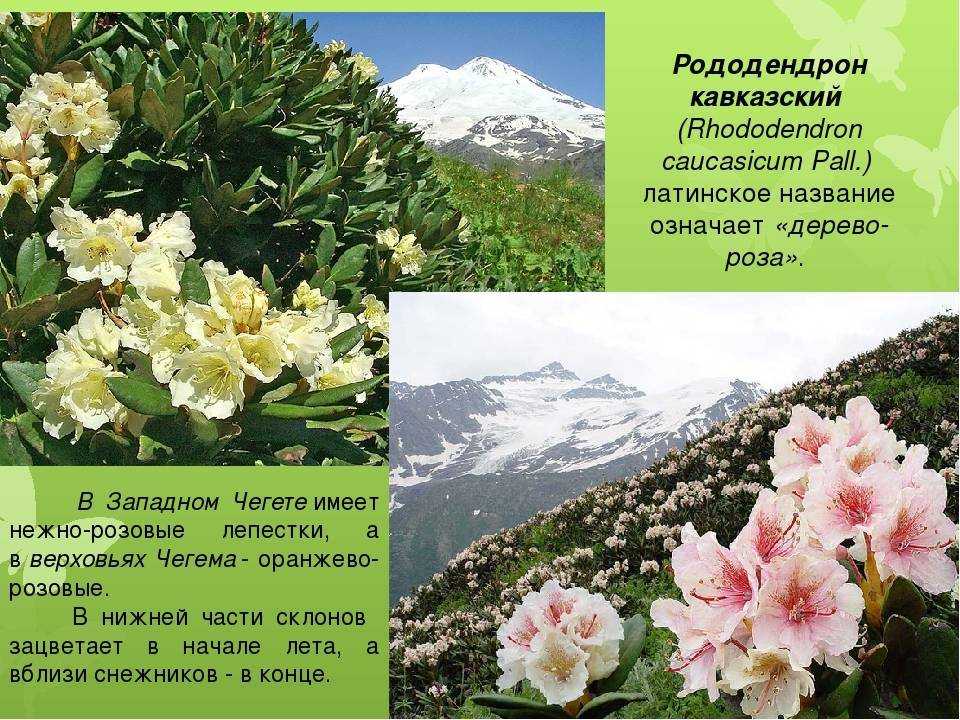 Где обитает рододендрон кавказский, распространение горного растения Биологическое описание и основные отличия от других сортов Химический состав, лечебные свойства и противопоказания по применению Несколько рецептов для использования