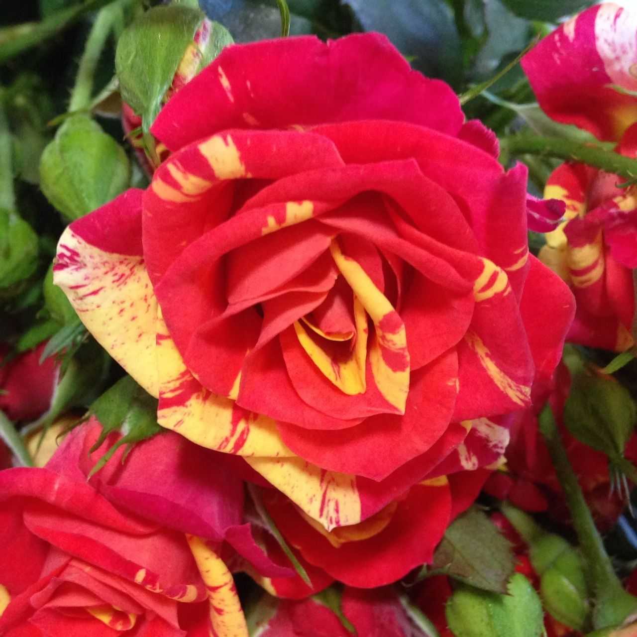 Роза файер флеш – описание сорта, плюсы и минусы, секреты выращивания